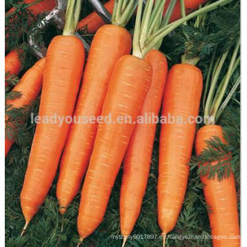 ACA071 Honghuo alta calidad 8 pulgadas de semillas de zanahoria roja empresas